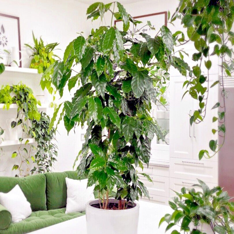 20 Coffea arabica Seeds Tropical EXOTIC Coffee Bean Indoor House Plant Tree RARE