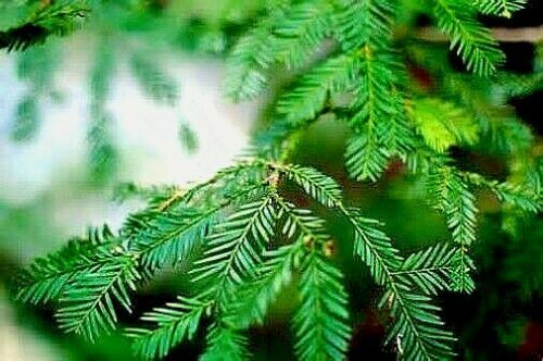 20 California Coast Redwood Seeds Giant Sequoia Bonsai TALLEST TREE in the WORLD