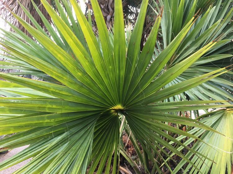 Sabal rosei Seeds! Llanos Palmetto. Cold-Hardy!!!
