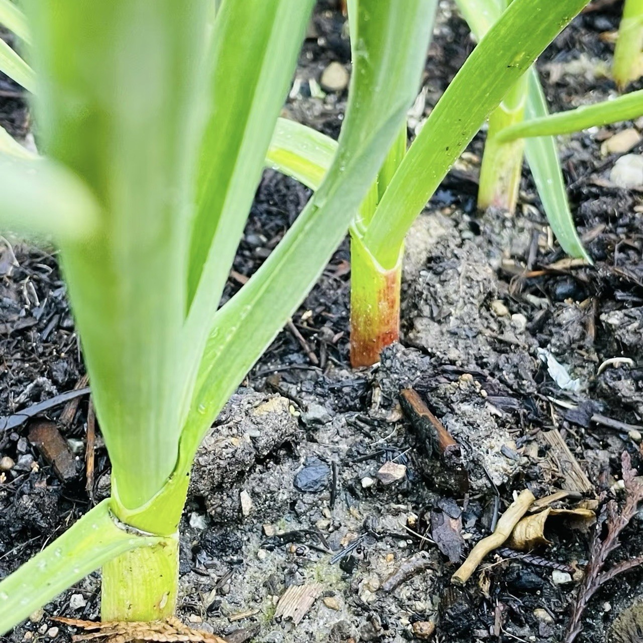 California Softneck Garlic, 6 Bulbs. Great for Fall or Spring Planting