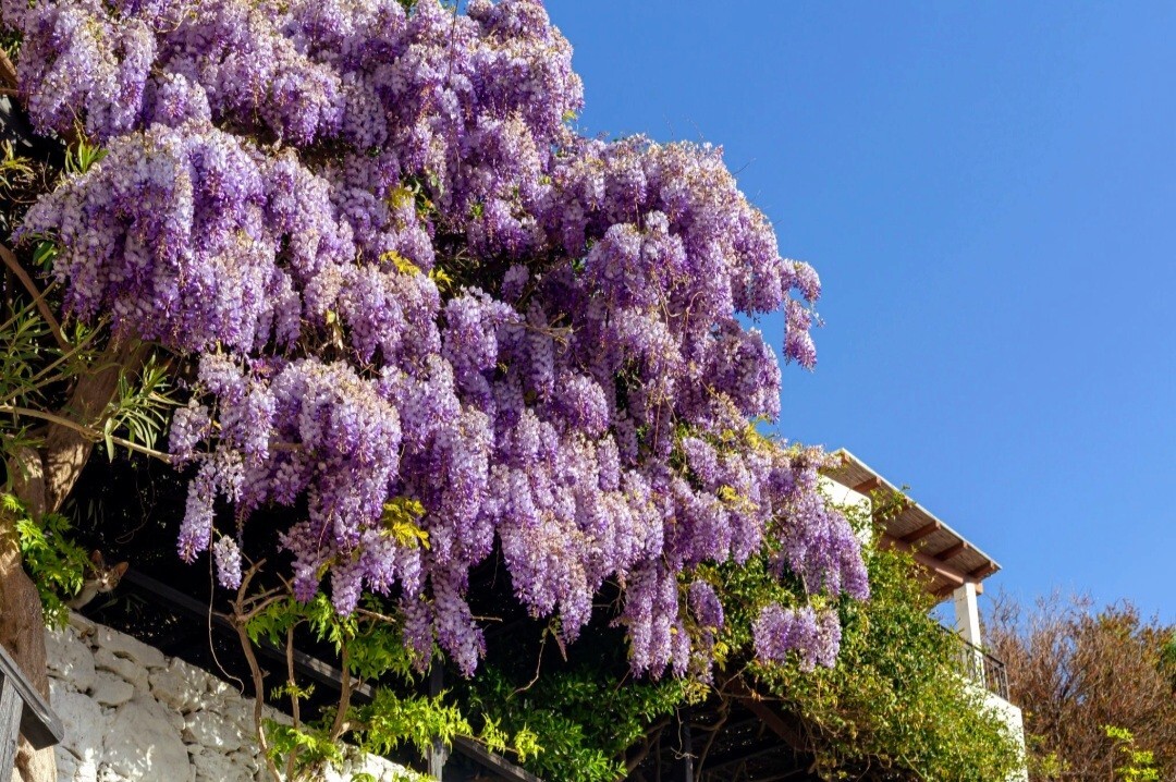 25 Wisteria Seeds Purple Flowers Blue Moon Wisteria Chinese Blue Wisteria
