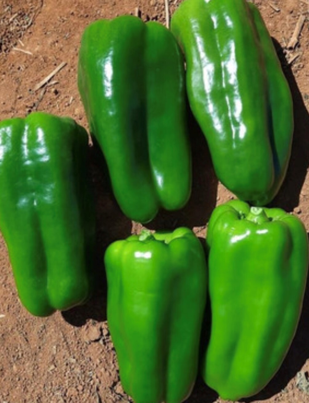 Cascadura Sweet Pepper Seeds | Heirloom | Organic
