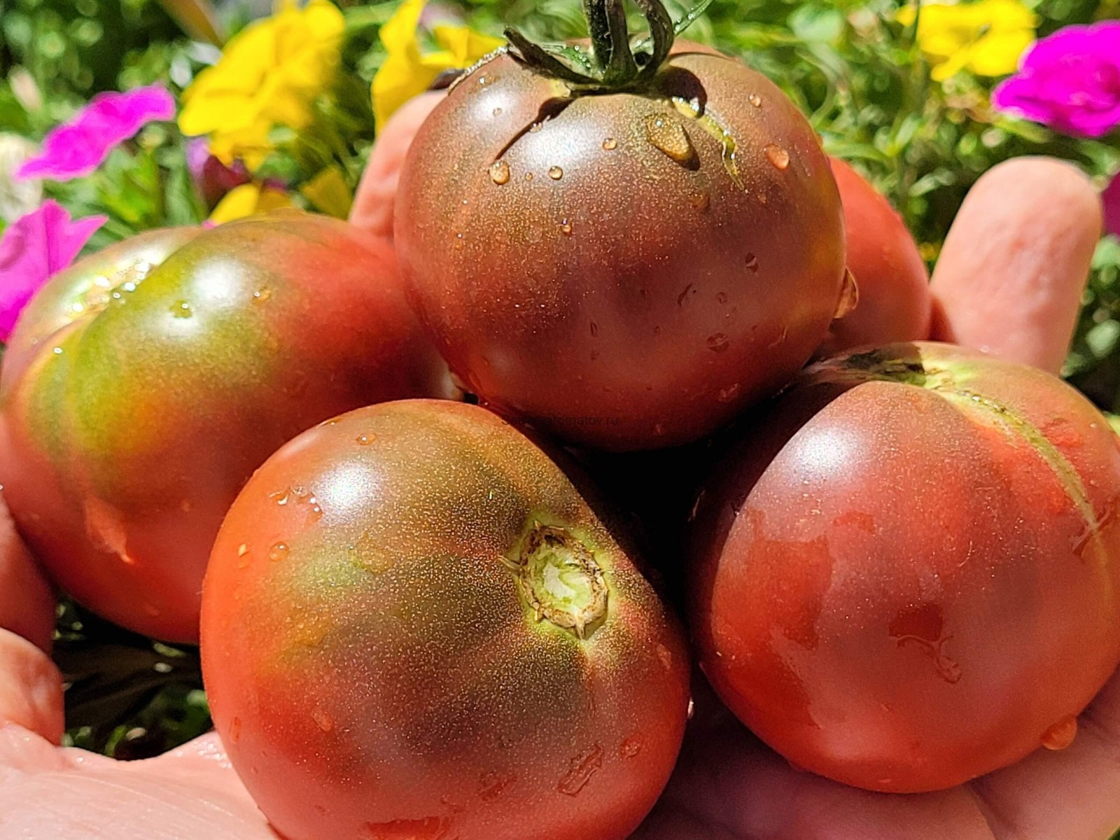 10 seeds Dwarf Velvet Night Tomato Purple cherry ORGANIC Rare Variety DTP