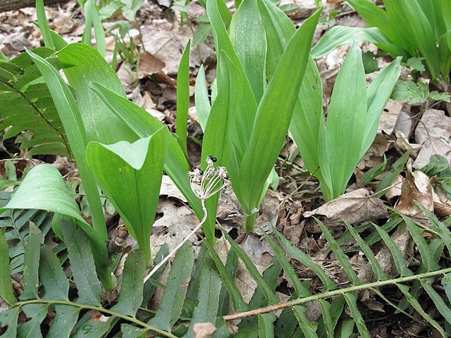 Allium tricoccum | Ramps | 20 Seeds