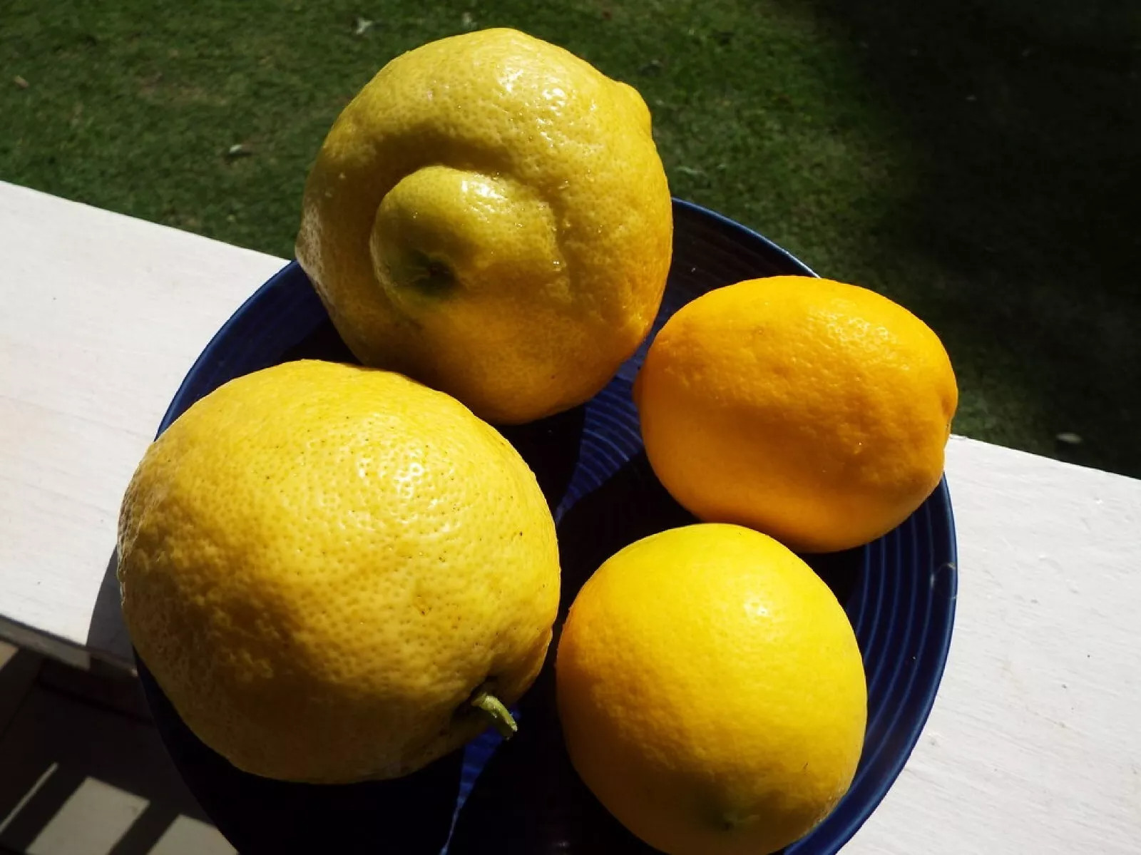 Citron {Citrus medica} Organic Fragrant | Heirloom 5 SEEDS USA POST
