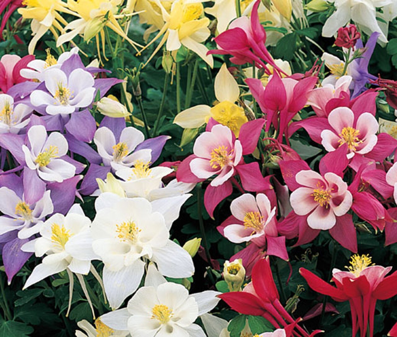 PICK YOUR COLUMBINE~AQUILEGIA~CHOOSE FROM (8) COLORFUL VARIETIES~LIVE PLANT/ROOT