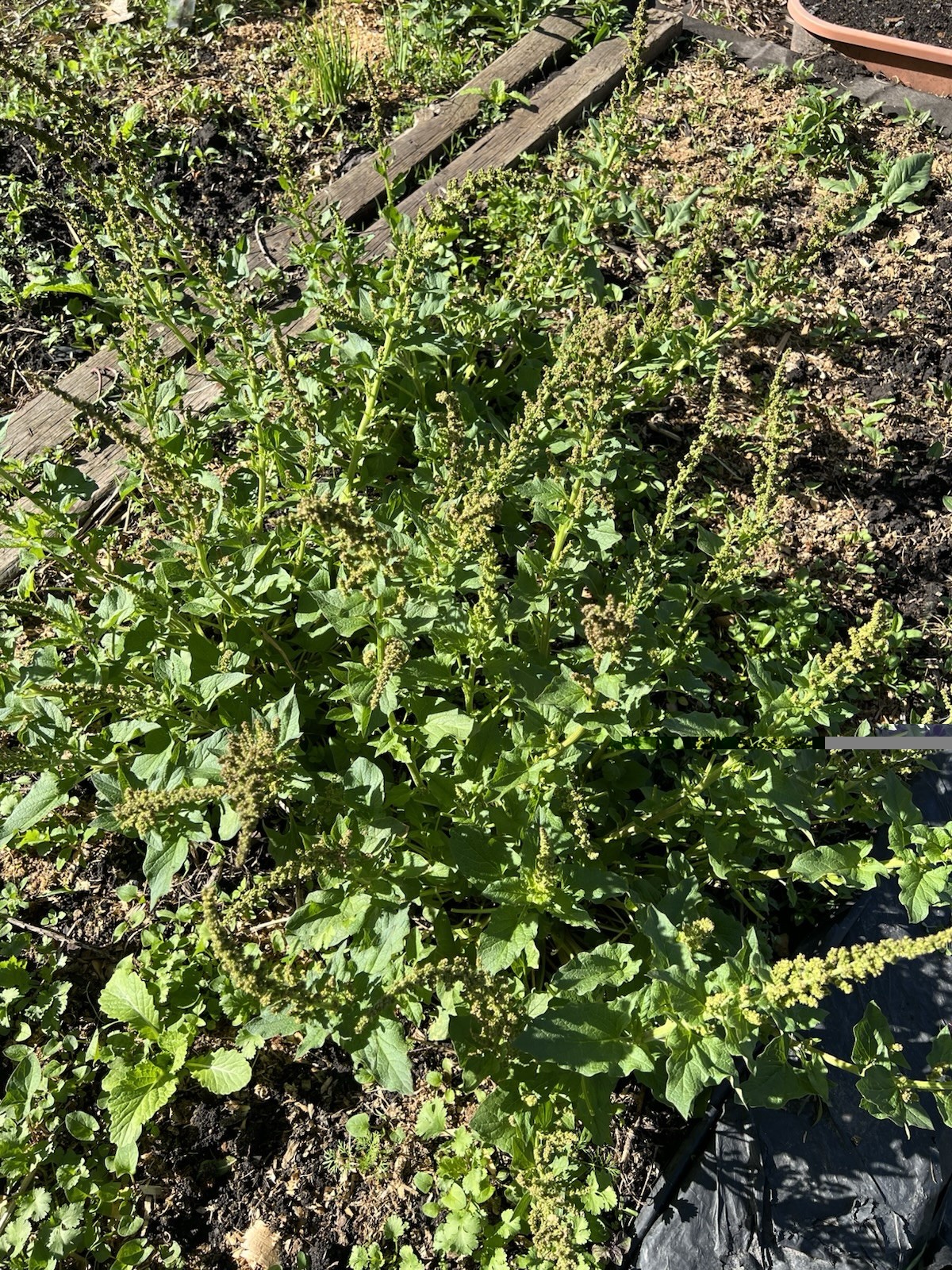 50 Perennial Good king henry spinach seeds organic