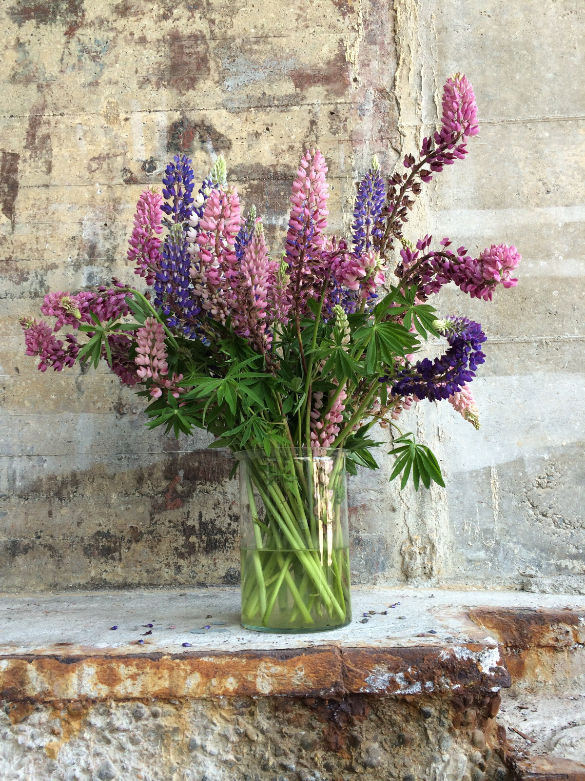 1/2 oz, 500+ seeds Russell Lupine Perennial Mixed Colors Lupinus Polyphyllus