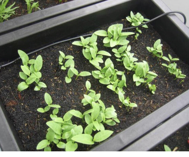 30 Green Malabar Spinach Seeds – Vietnamese Spinach – Mong Toi Xanh