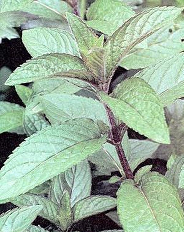 Herb Seeds – Peppermint Seeds