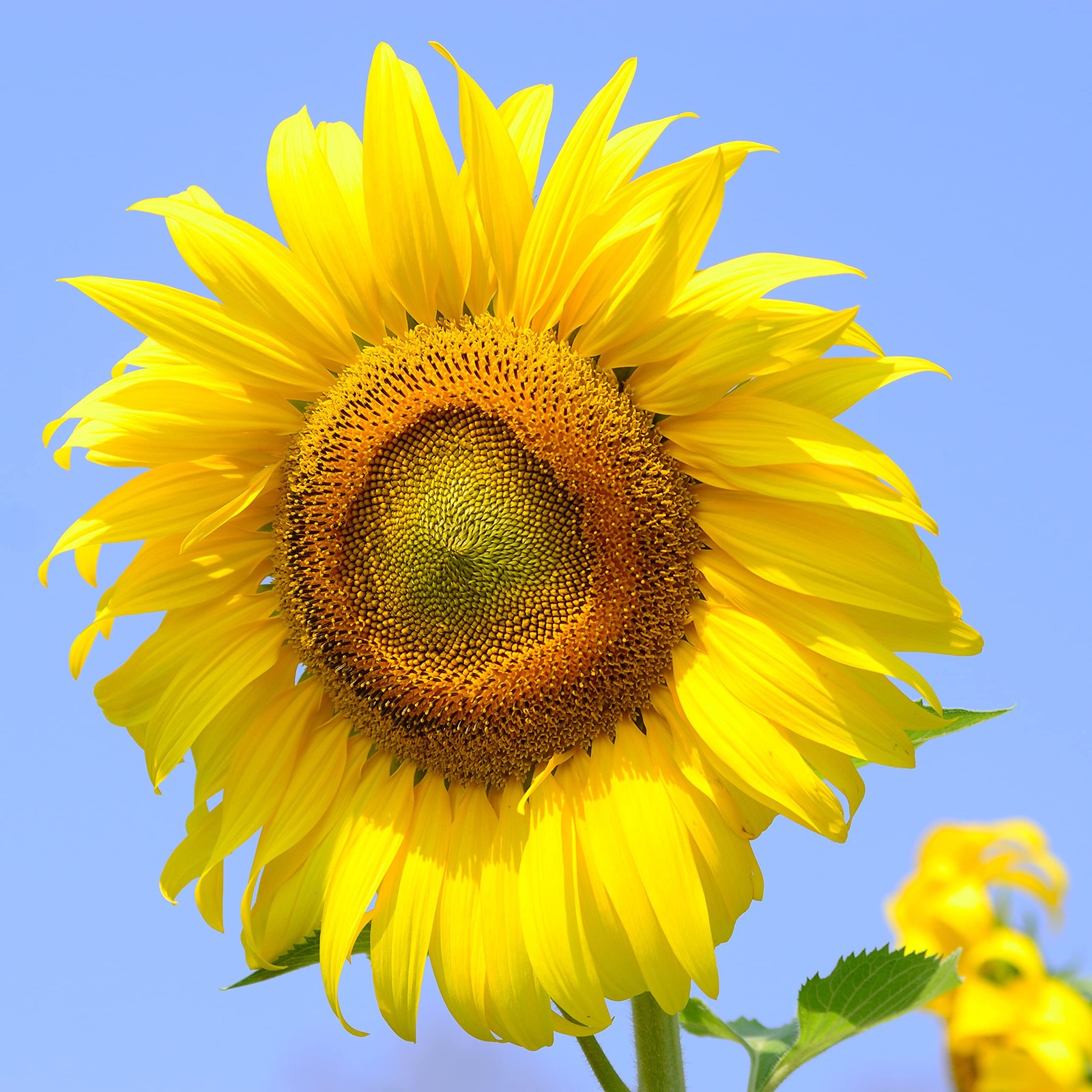 Sunflower Seeds Mammoth Gray Stripe 100 Flower Non GMO Open Pollinated