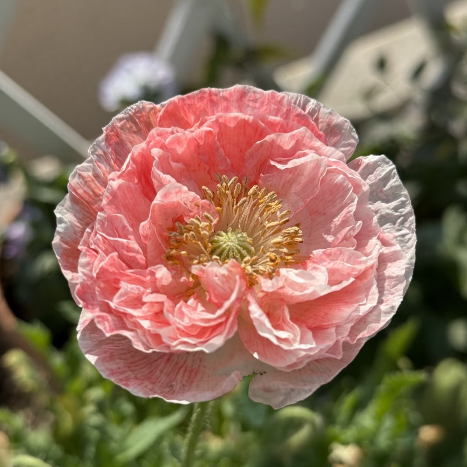 1000 Blush Orange Poppy Seeds – Papaver rhoeas for Garden Borders & Pots