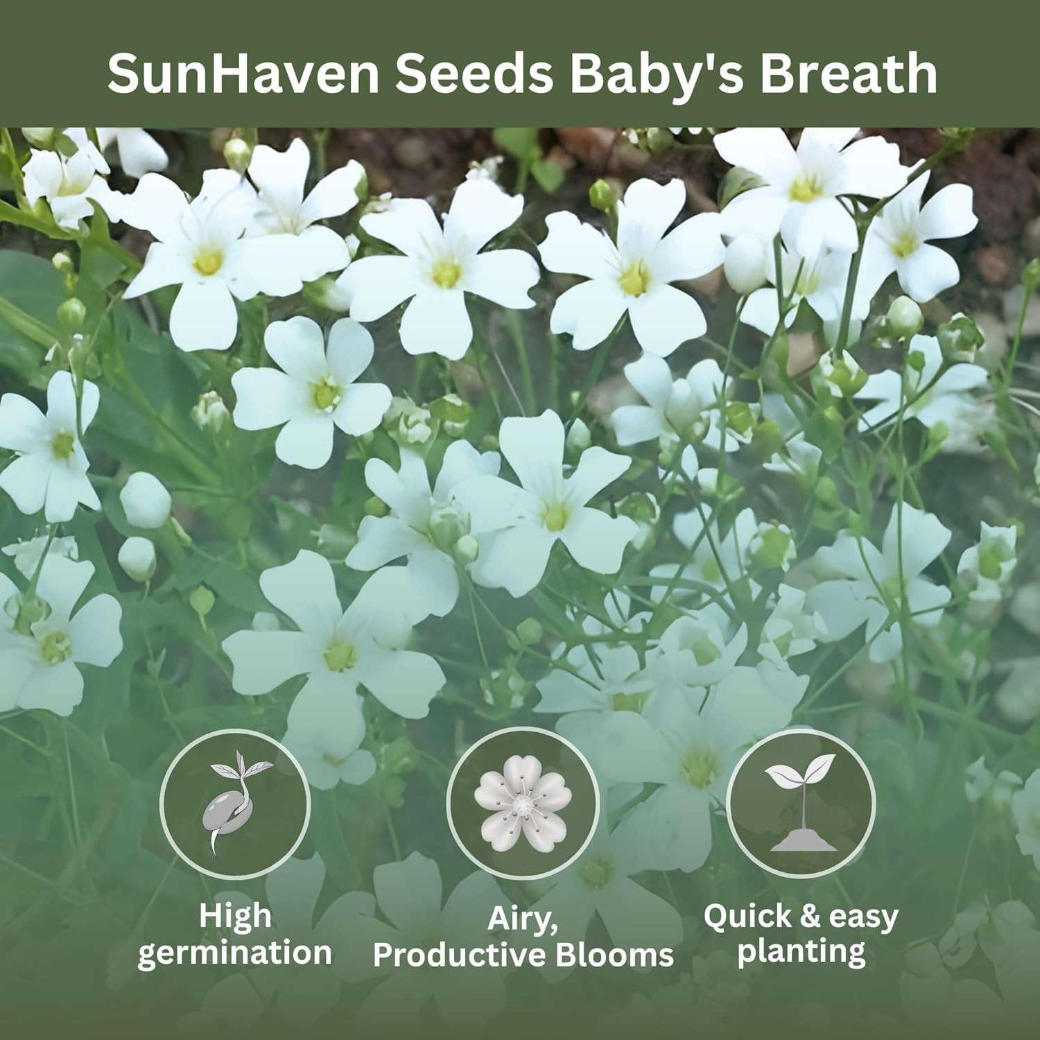 Baby’S Breath Seeds – 20,000+ Seeds – 1 Oz Bulk Resealable Packet – Quick Bloomi