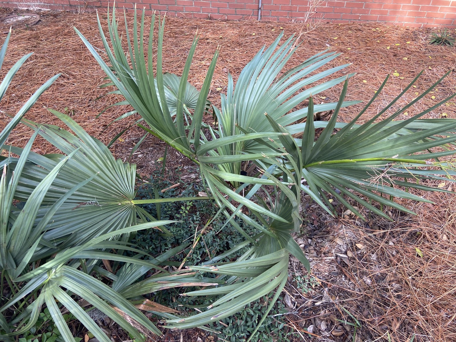 Sabal minor ‘McCurtain County’ Seeds! Maybe the MOST Cold-Hardy!