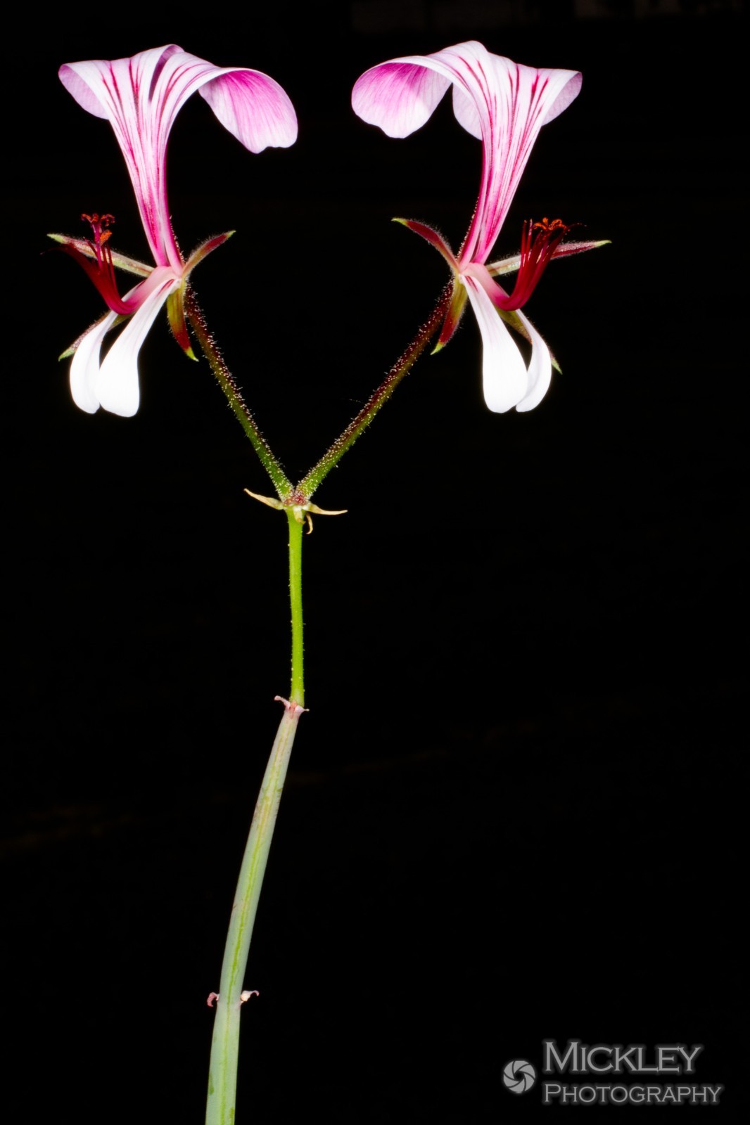 Pelargonium tetragonum, 5 seeds, square-stemmed geranium