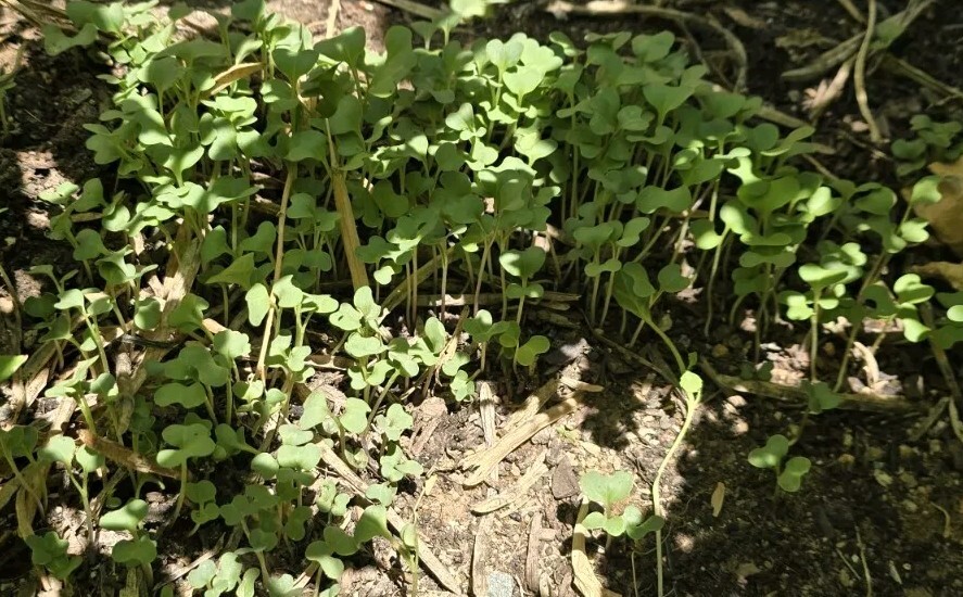 100+ Collard Green Seeds forPlanting Georgia Collard Greens Hi Yield Great Taste