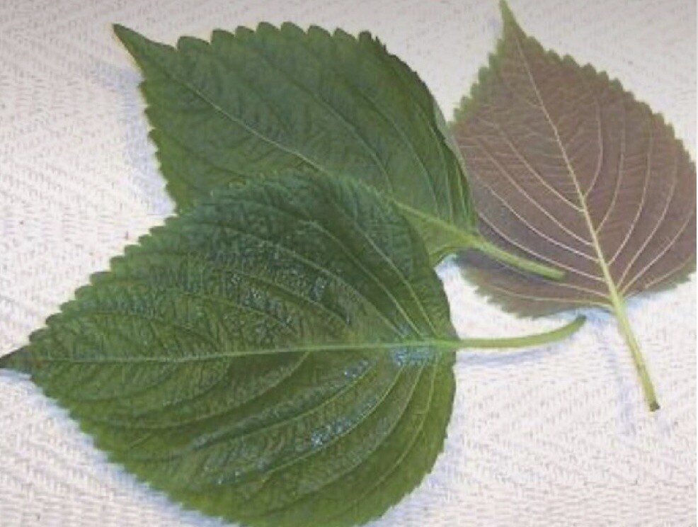 200+Green Shiso Seeds-Perilla/Beefsteak Plant-Korean Basil, NON-GMO-Open Pollina