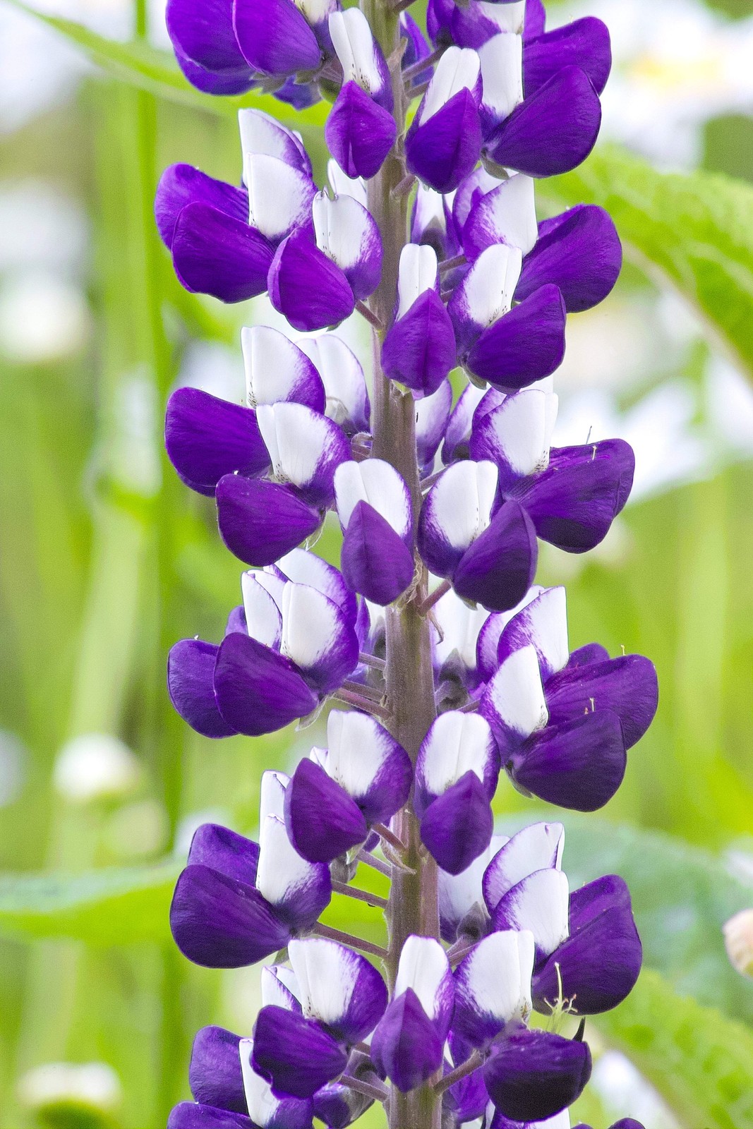 75 Mixed Colors RUSSELL LUPINE Bigleaf Lupinus Polyphyllus Flower Seeds