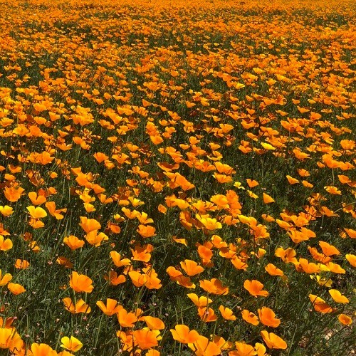 Classic Orange California Poppies Eschscholzia californica Fresh Ready To Plant