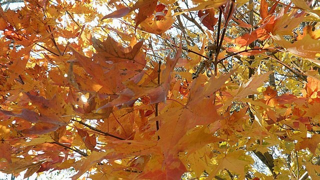Acer saccharum | Sugar Maple | 10 Seeds