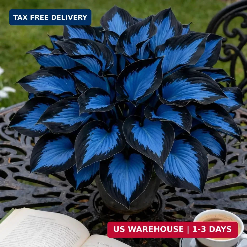 210+ Rare Hosta Seeds Perennial Flower Seeds for Shade Gardens Long Blooming