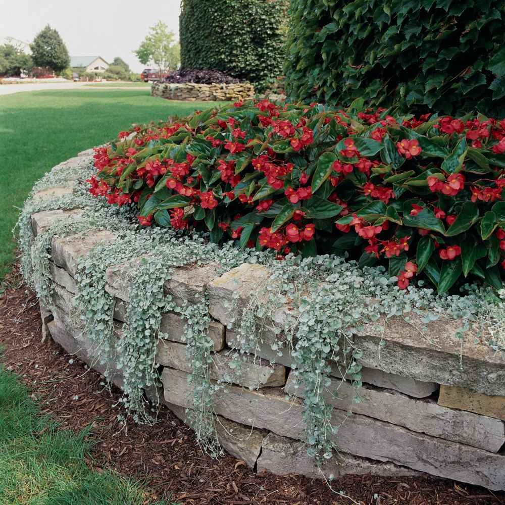 30 Seeds Dichondra Seeds Heat & Drought Tolerant Silver Falls Ground Cover