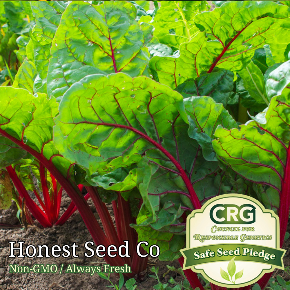 Red Swiss Chard Spinach Seeds | Non-GMO Vegetable Garden Seeds
