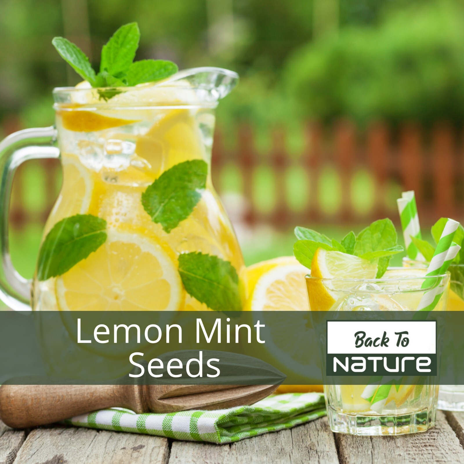 Lemon Mint Herb Seeds – Non Gmo – Fast Growing & Tastes Great – Fast Shipping