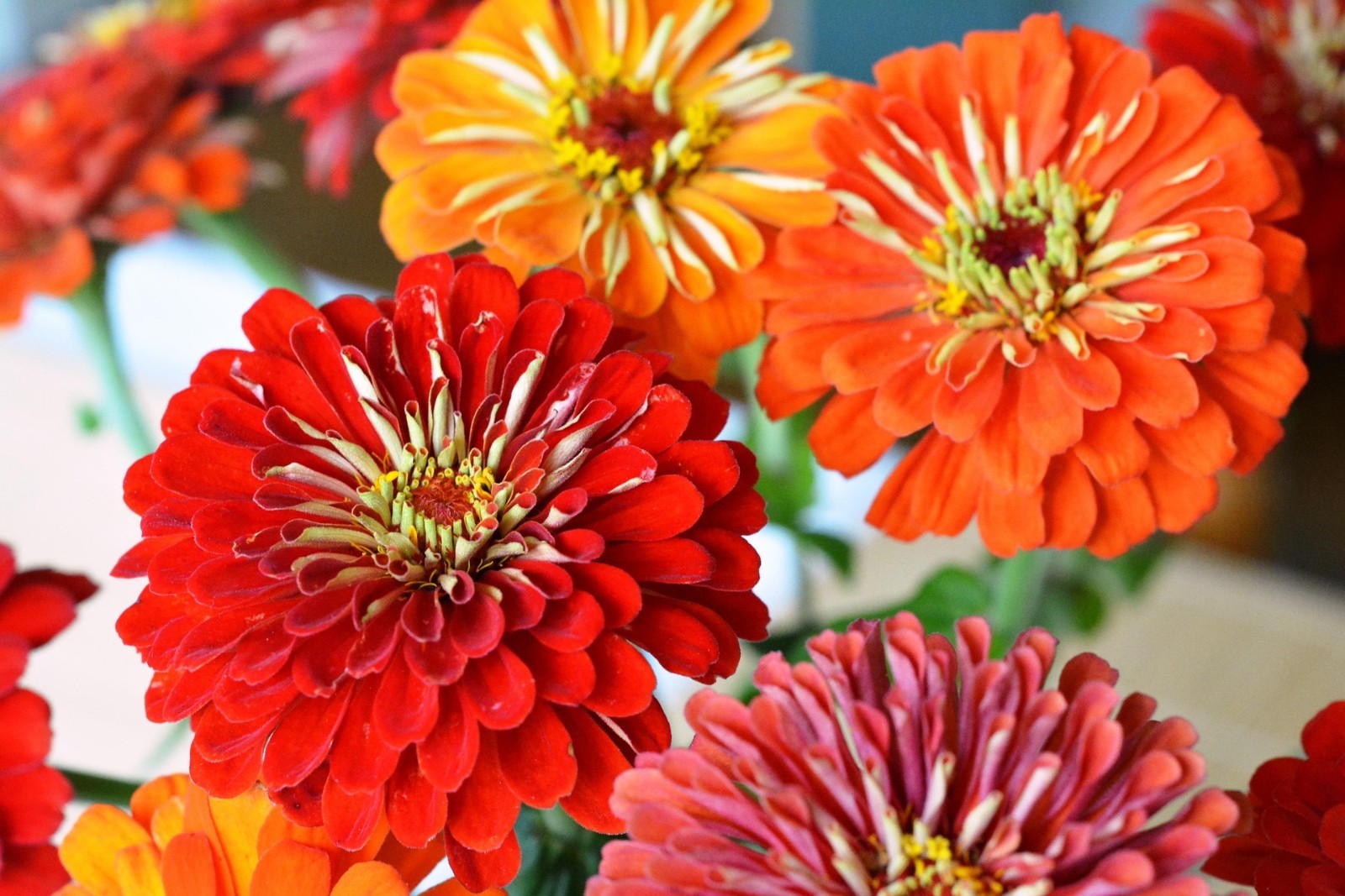 5 seeds) CALIFORNIA ZINNIA SEEDS | SALE FREE SHIPPING NON GMO HEIRLOOM