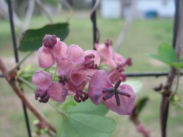 Akebia quinata | Chocolate Vine | Fiveleaf Akebia | 5 Seeds