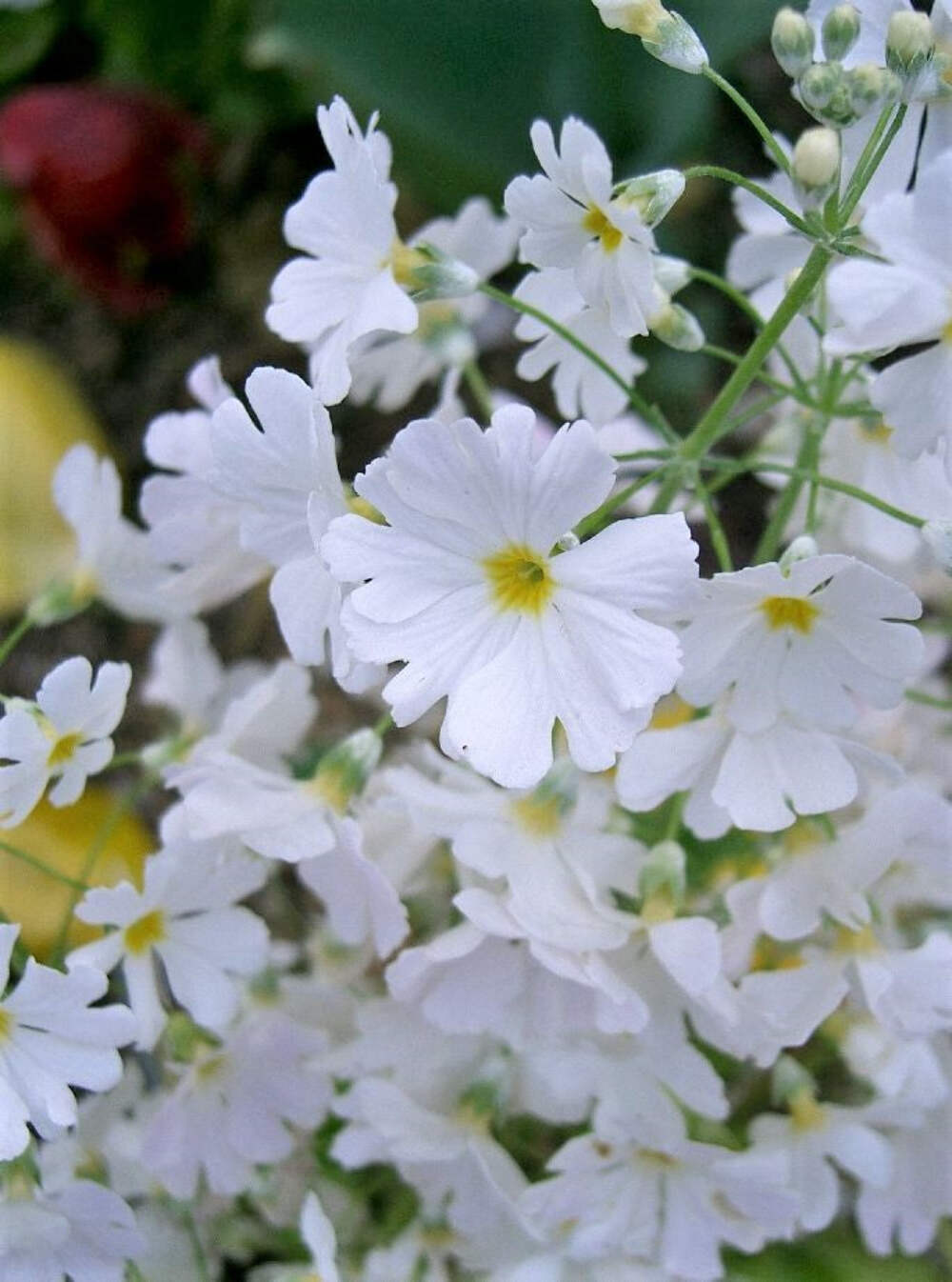 100 WHITE FAIRY PRIMROSE Primula Malacoides Shade Houseplant Flower Seeds