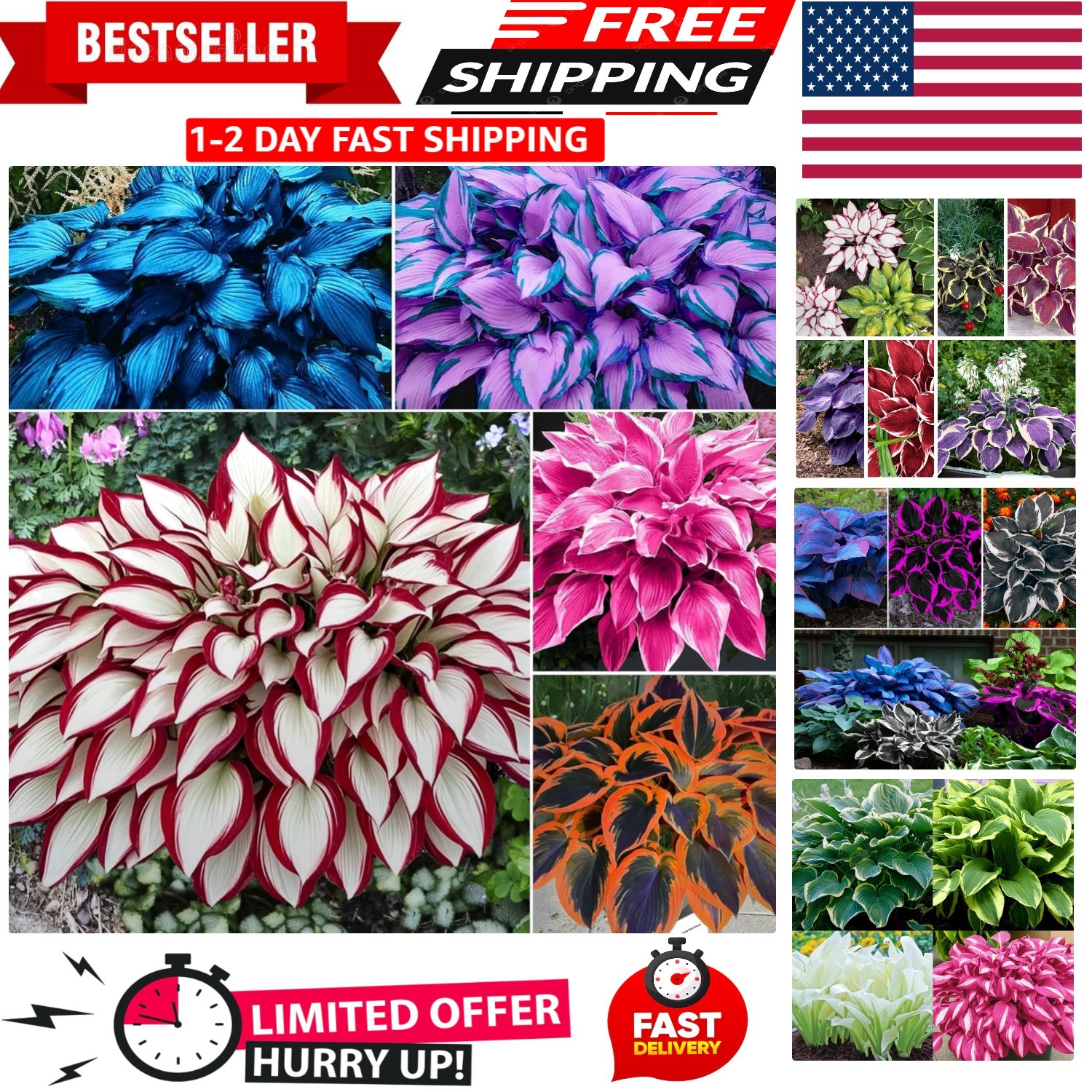 100pcs Hosta Seed Pack – Low Maintenance Perennials for Beautiful Landscapes