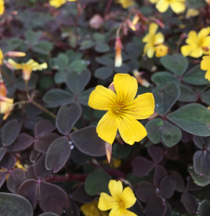 Oxalis Triangularis Chocolate Burgundy – Yellow Bloom – 2-5″ Tall – Purple Shamr