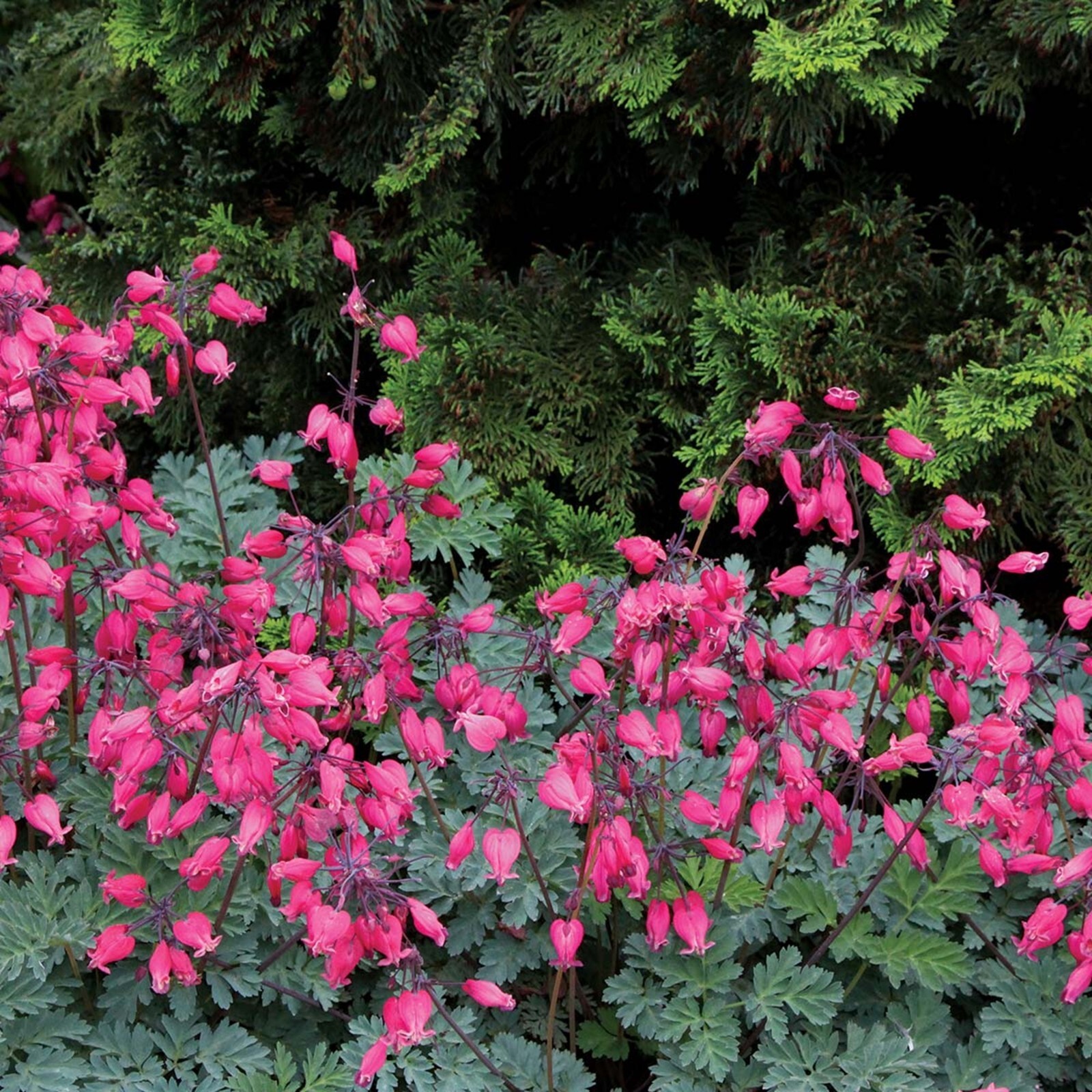 25 Amore Rose Bleeding Heart Seeds Dicentra Spectabilis Flowers Seed US SELL