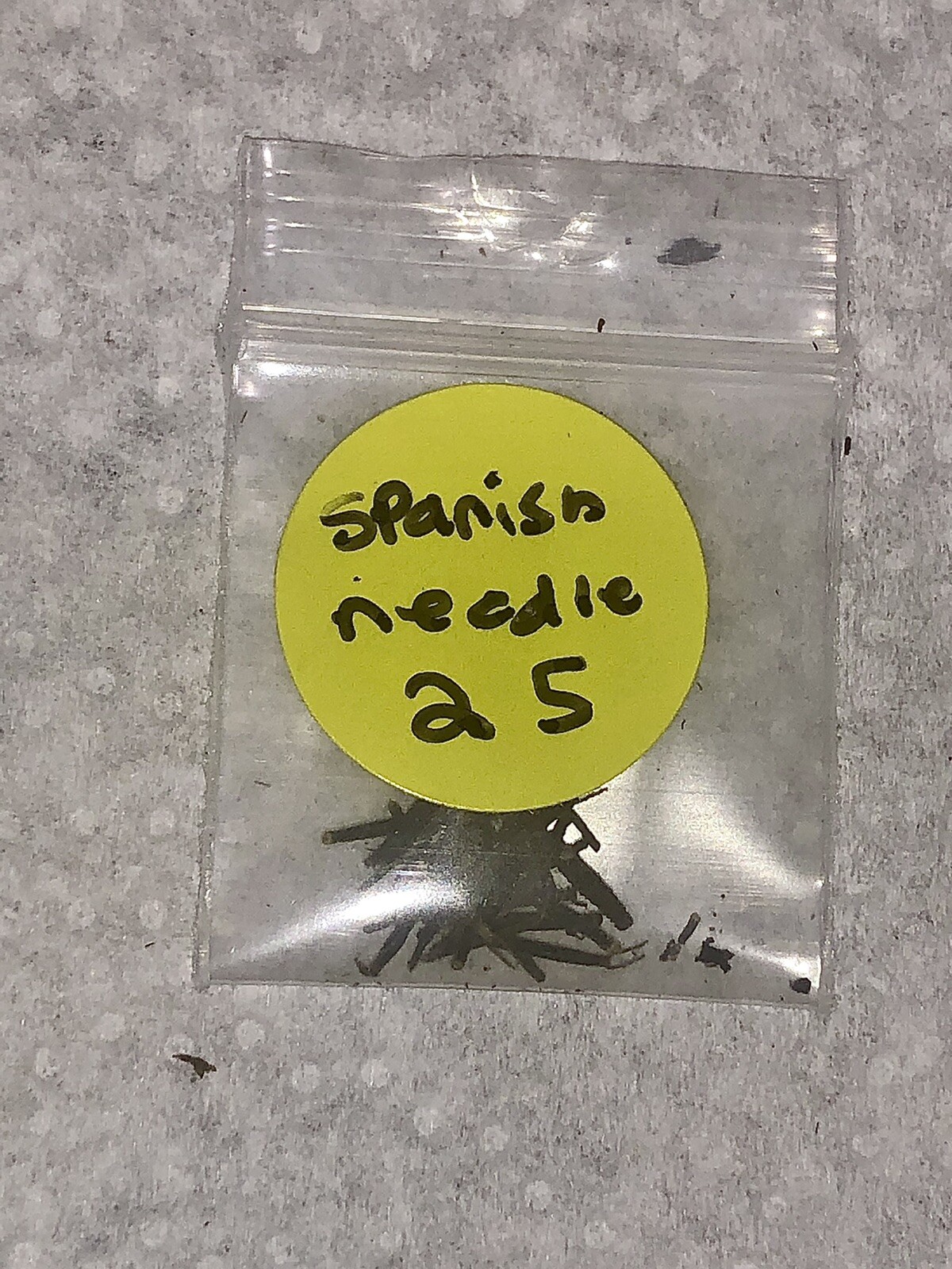 Spanish Needle Flower Seeds 25 Count
