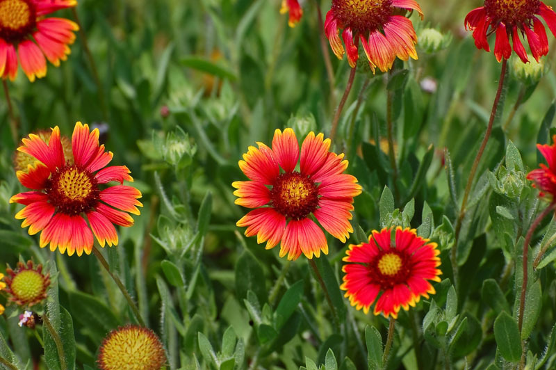 200+INDIAN BLANKET FLOWER Seeds Annual Native Wildflower Drought Heat Container