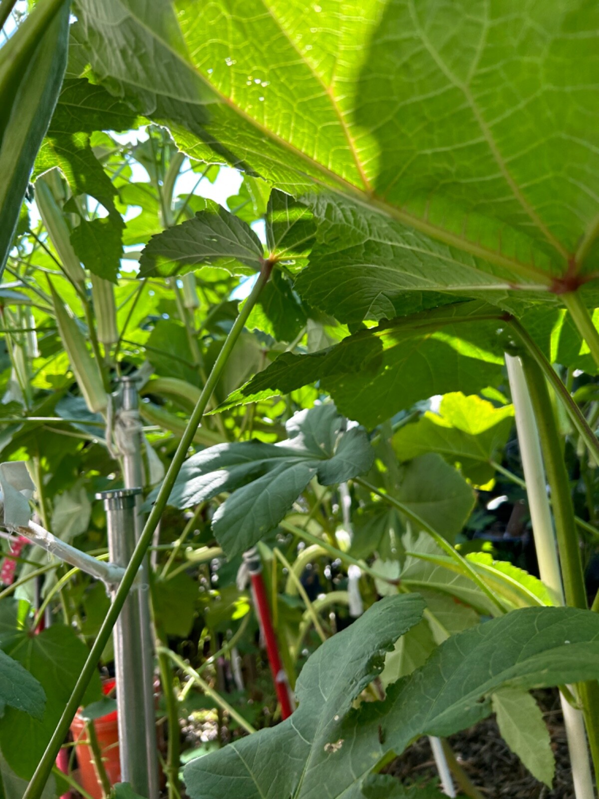 30+ Cajun Delight Okra Seeds