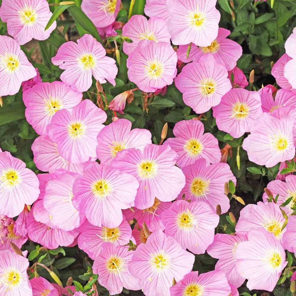 Showy Evening Primrose Seeds Pink Mexican Primrose Hardy 1,000 – 5,000 Seeds