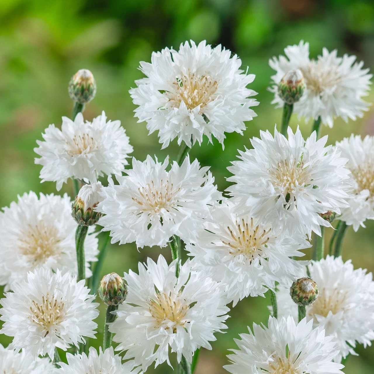 300 Tall White Bachelor Button (Centaurea cyanus) Seed