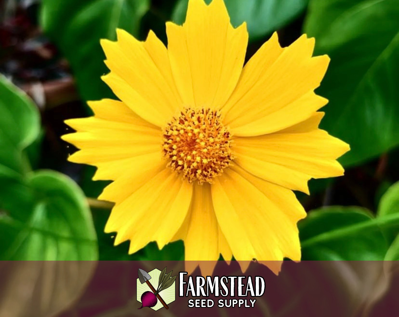 1,100+ Coreopsis [Lance-Leaf] Seeds | Native Perennial Wildflower, Tickseed