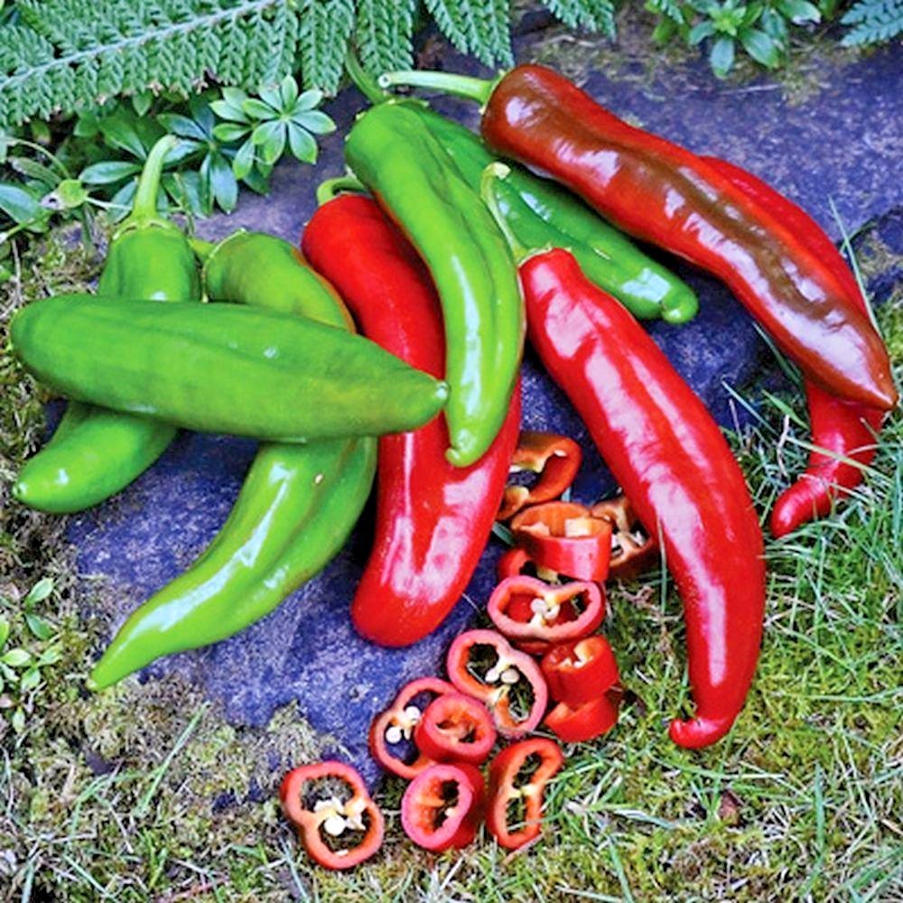 101+ANAHEIM CHILI PEPPER Seeds Organic Heirloom Vegetable Garden Container Easy