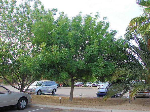 Chinese Pistache, (Pistachio) Pistacia chinensis, Tree Seeds