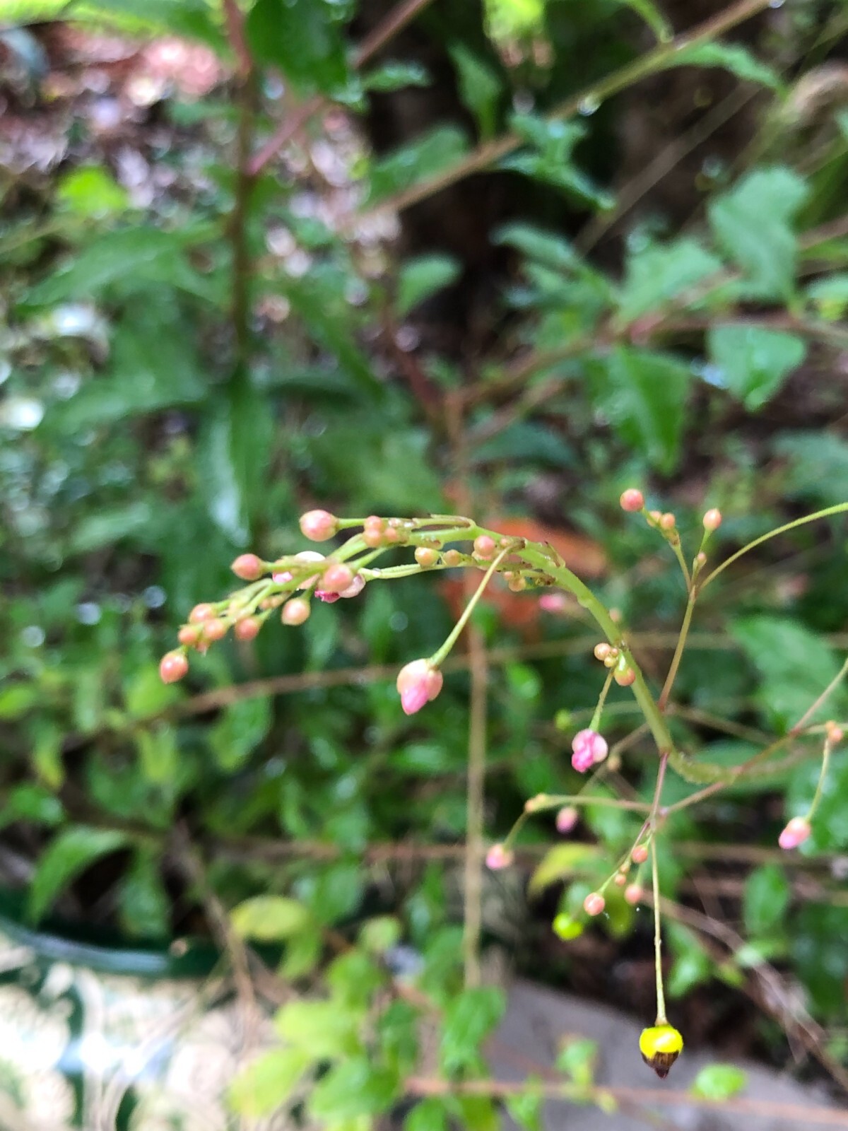 Jewels of Opar Edible Herb (Tailinum paniculatum) (ginseng) 3 live plants