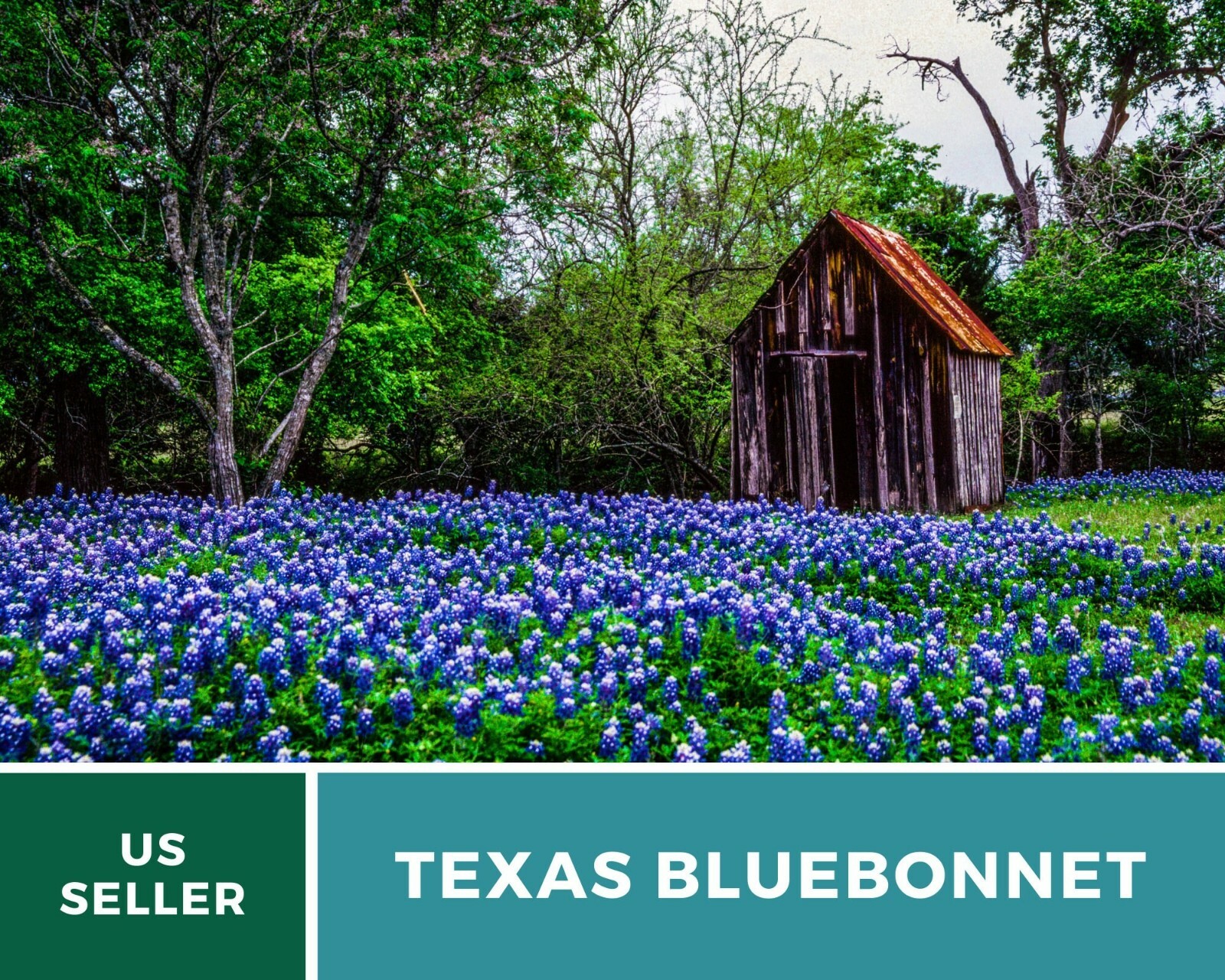 Lupine, Texas Bluebonnet – Heirloom Seeds – State Flower of Texas