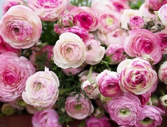 Ranunculus Flower Bulbs 16 Pink Picotee Corms Peony Rose Garden Wedding Bouquet