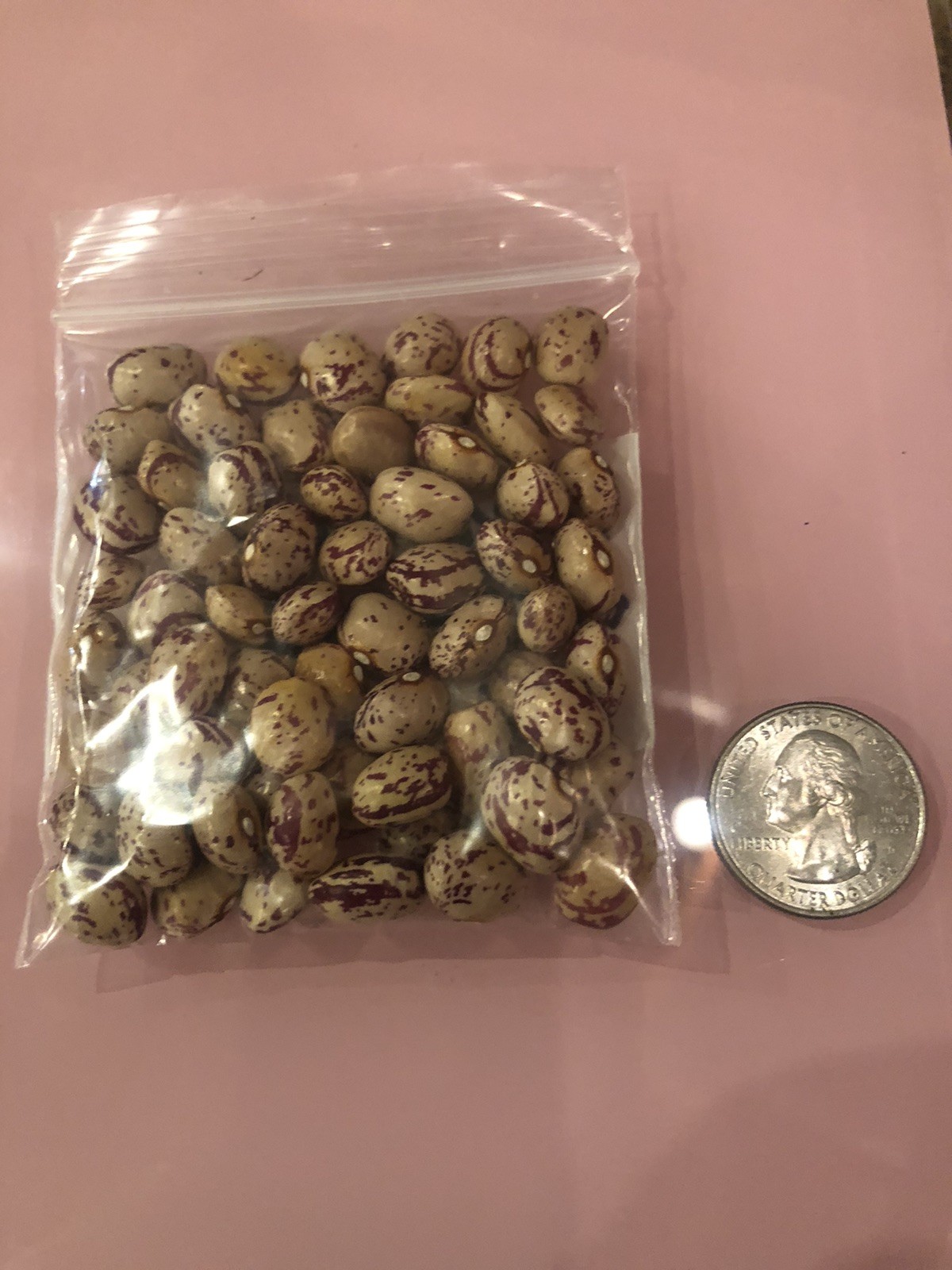 1 ounce Smith Osborne Pole Bean Grown in 2025 Heirloom Kentucky Fall Bean