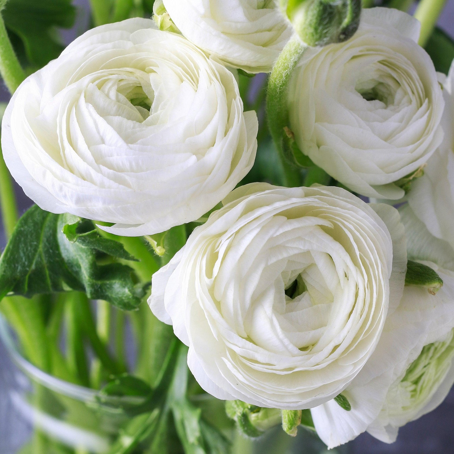 Ranunculus Flower Bulbs 12 Rainbow Mix Corms Peony Rose Butterfly Garden Flowers