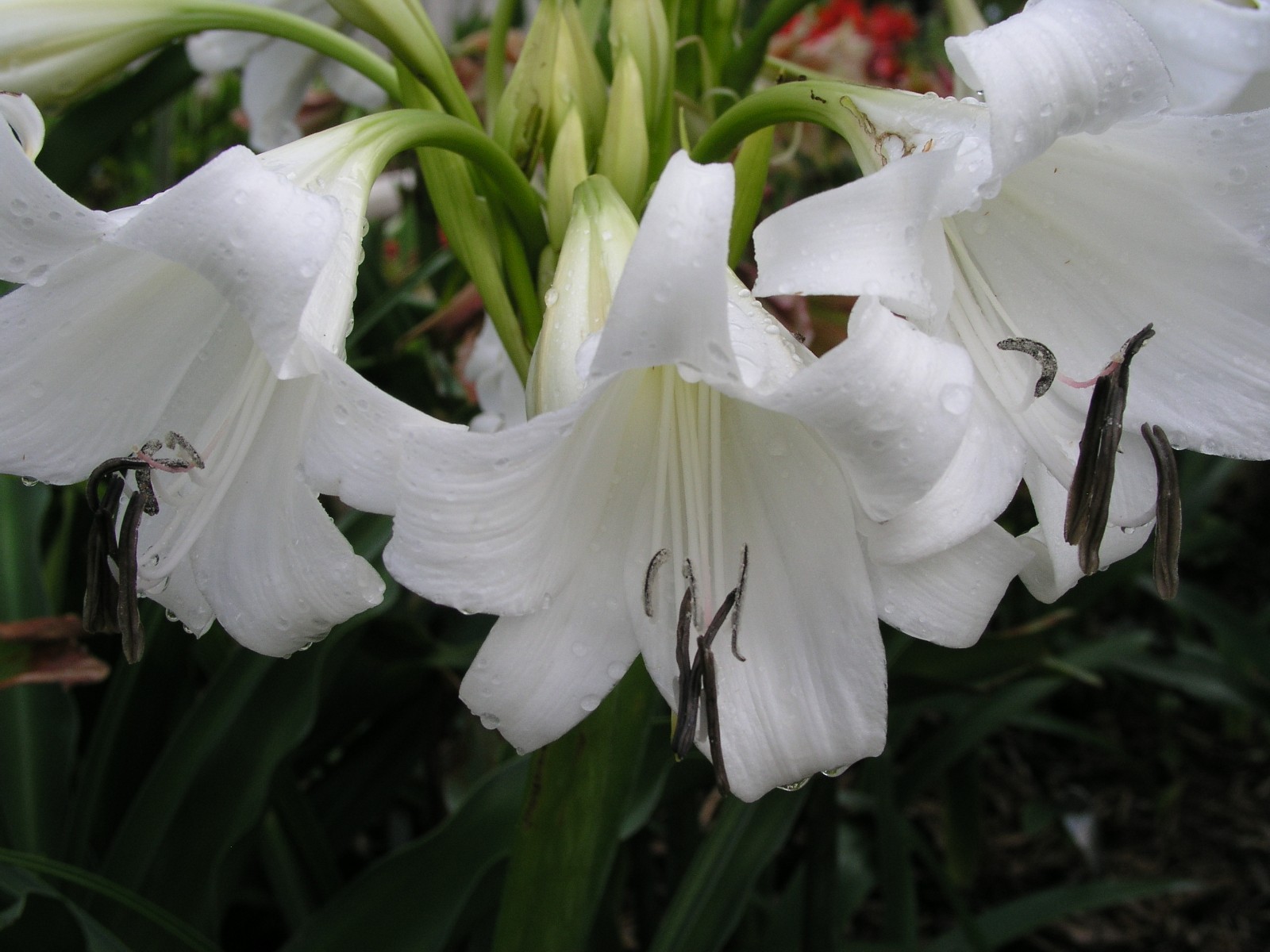 Crinum Lily, False White Queen, Large, blooming-size bulb, NEW