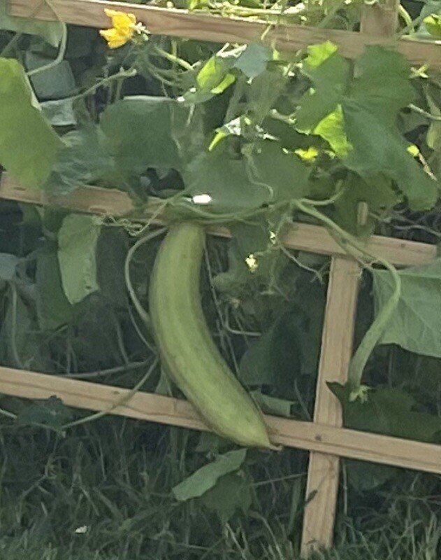 Loofah Sponge Seeds