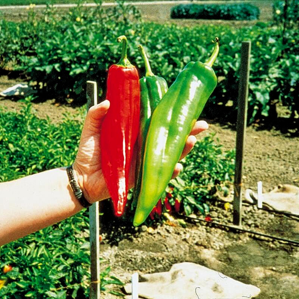 NuMex Big Jim Pepper Seeds (10 seeds)